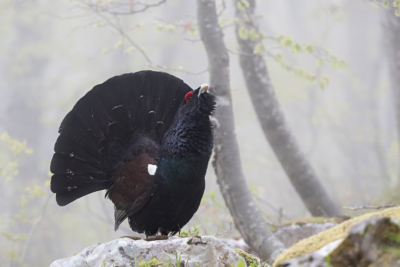 Gallo Cedrone - Western Capercaillie