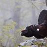 Gallo Cedrone - Western Capercaillie