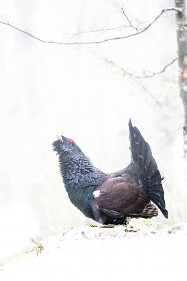 Gallo Cedrone - Western Capercaillie