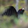 Gallo Cedrone - Western Capercaillie