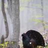 Gallo Cedrone - Western Capercaillie