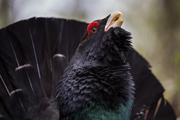 Gallo Cedrone - Western Capercaillie