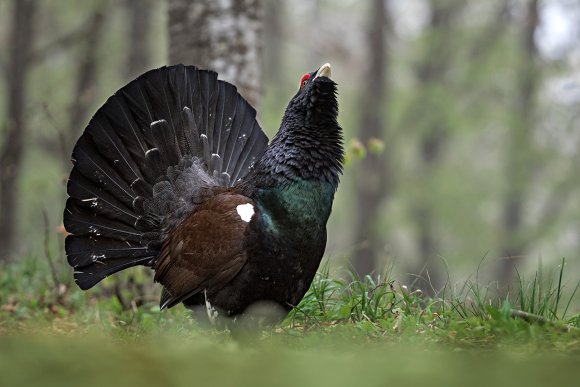 Gallo Cedrone - Western Capercaillie