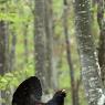 Gallo Cedrone - Western Capercaillie