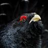 Gallo Cedrone - Western Capercaillie