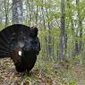 Gallo Cedrone - Western Capercaillie