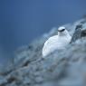 Pernice bianca - Rock ptarmigan (Lagopus muta)