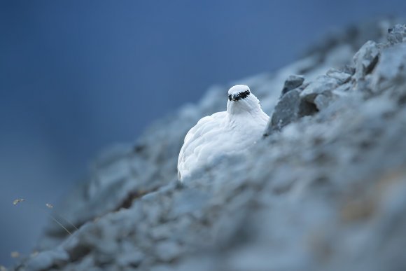 Pernice bianca - Rock ptarmigan (Lagopus muta)