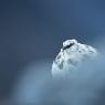 Pernice bianca - Rock ptarmigan (Lagopus muta)