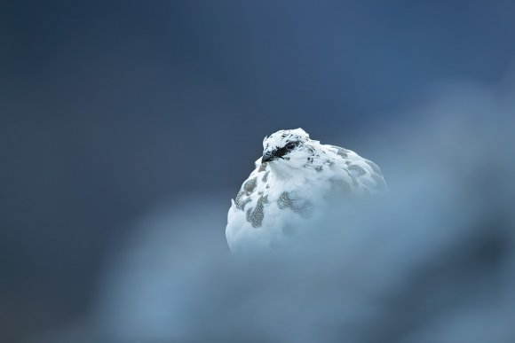 Pernice bianca - Rock ptarmigan (Lagopus muta)