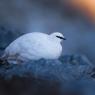 Pernice bianca - Rock ptarmigan (Lagopus muta)