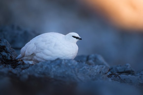 Pernice bianca - Rock ptarmigan (Lagopus muta)