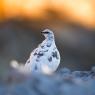 Pernice bianca - Rock ptarmigan (Lagopus muta)