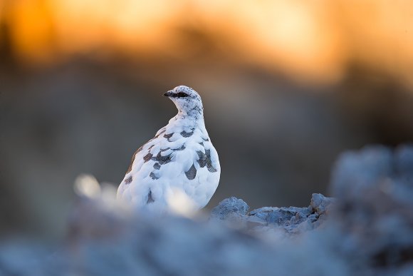 Pernice bianca - Rock ptarmigan (Lagopus muta)