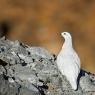 Pernice bianca - Rock ptarmigan (Lagopus muta)