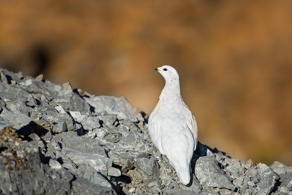 Pernice bianca - Rock ptarmigan (Lagopus muta)