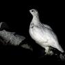 Pernice bianca - Rock ptarmigan (Lagopus muta)