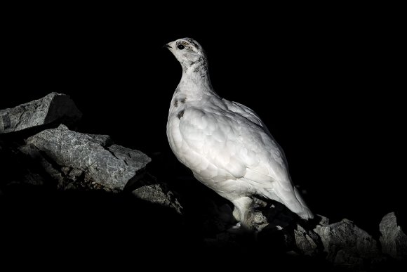 Pernice bianca - Rock ptarmigan (Lagopus muta)