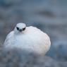 Pernice bianca - Rock ptarmigan (Lagopus muta)