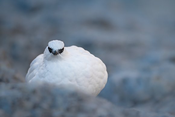 Pernice bianca - Rock ptarmigan (Lagopus muta)