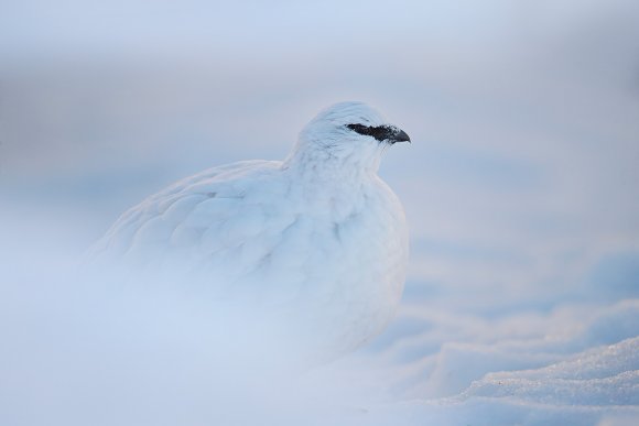 Pernice bianca - Rock ptarmigan (Lagopus muta)