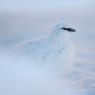 Pernice bianca - Rock ptarmigan (Lagopus muta)