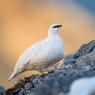 Pernice bianca - Rock ptarmigan (Lagopus muta)