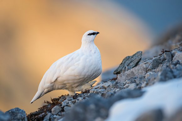 Pernice bianca - Rock ptarmigan (Lagopus muta)