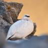 Pernice bianca - Rock ptarmigan (Lagopus muta)