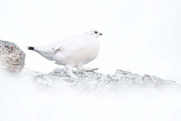 Pernice bianca - Rock ptarmigan (Lagopus muta)