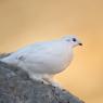 Pernice bianca - Rock ptarmigan (Lagopus muta)