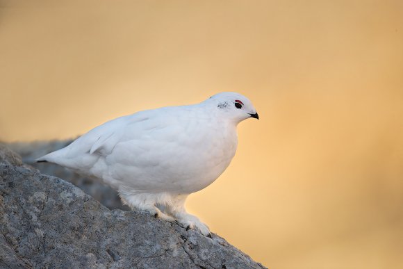 Pernice bianca - Rock ptarmigan (Lagopus muta)