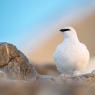 Pernice bianca - Rock ptarmigan (Lagopus muta)