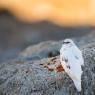 Pernice bianca - Rock ptarmigan (Lagopus muta)