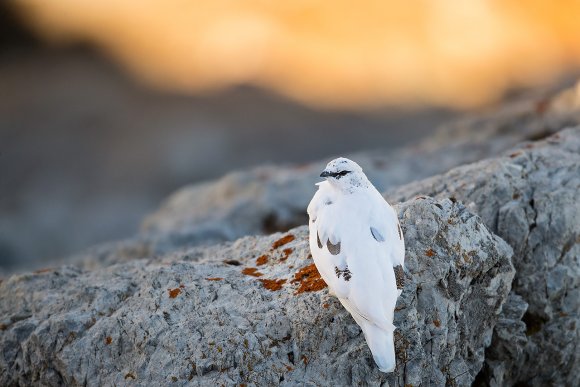 Pernice bianca - Rock ptarmigan (Lagopus muta)