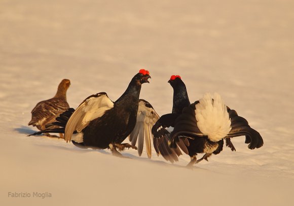 Gallo Forcello - Black Grouse (Tetrao tetrix)