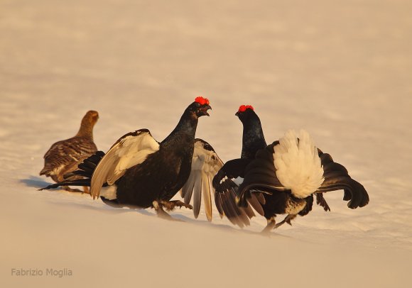 Gallo Forcello - Black Grouse (Tetrao tetrix)