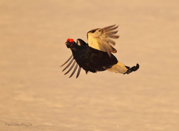 Gallo Forcello - Black Grouse (Tetrao tetrix)