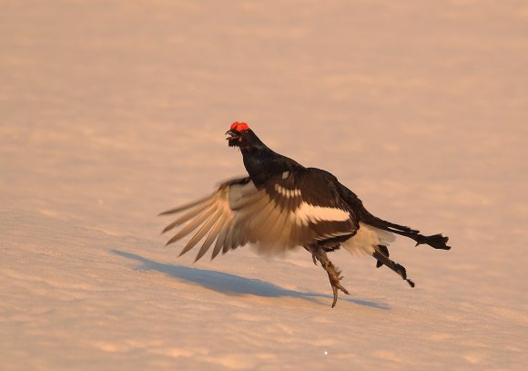 Gallo Forcello - Black Grouse (Tetrao tetrix)