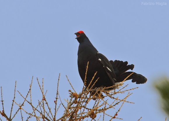 Gallo Forcello - Black Grouse (Tetrao tetrix)