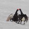 Gallo Forcello - Black Grouse (Tetrao tetrix)