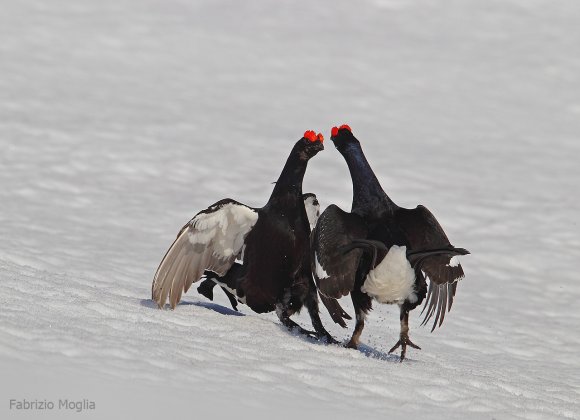 Gallo Forcello - Black Grouse (Tetrao tetrix)