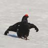 Gallo Forcello - Black Grouse (Tetrao tetrix)