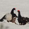 Gallo Forcello - Black Grouse (Tetrao tetrix)