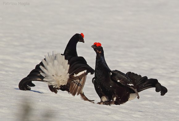 Gallo Forcello - Black Grouse (Tetrao tetrix)