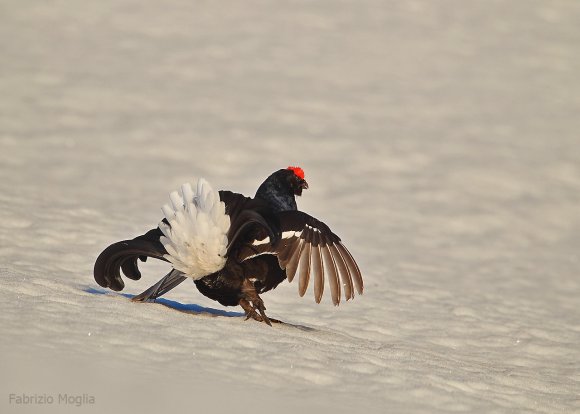 Gallo Forcello - Black Grouse (Tetrao tetrix)