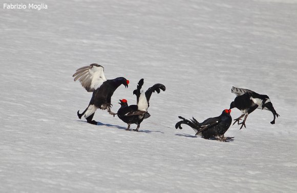 Gallo Forcello - Black Grouse (Tetrao tetrix)