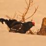 Gallo Forcello - Black Grouse (Tetrao tetrix)