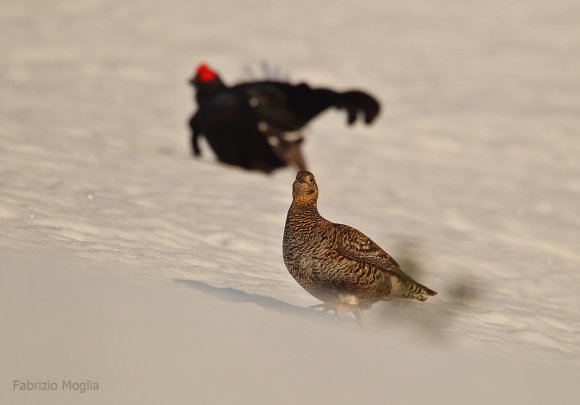 Gallo Forcello - Black Grouse (Tetrao tetrix)