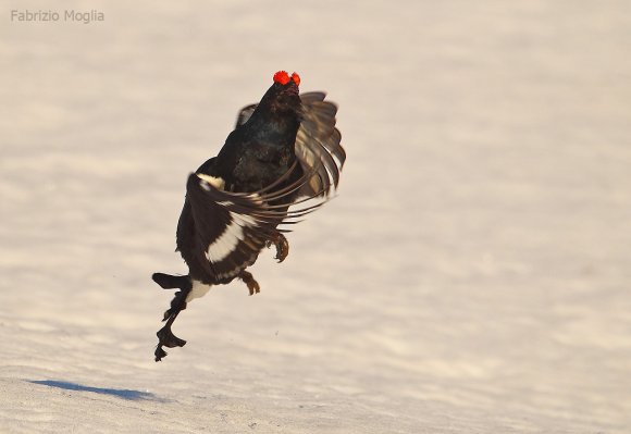 Gallo Forcello - Black Grouse (Tetrao tetrix)